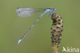 Variable Damselfly (Coenagrion pulchellum)