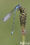 Variable Damselfly (Coenagrion pulchellum)