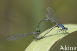 Variabele waterjuffer (Coenagrion pulchellum)