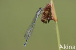 Variable Damselfly (Coenagrion pulchellum)