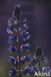 Garden Lupin (Lupinus polyphyllus)