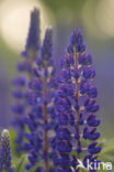 Garden Lupin (Lupinus polyphyllus)