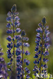 Garden Lupin (Lupinus polyphyllus)