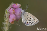 Veenbesblauwtje (Plebejus optilete) 