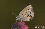 Cranberry Blue (Plebejus optilete)