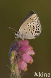 Veenbesblauwtje (Plebejus optilete) 