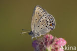 Veenbesblauwtje (Plebejus optilete) 