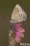 Veenbesblauwtje (Plebejus optilete) 