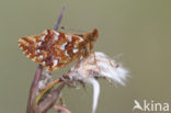 Veenbesparelmoervlinder (Boloria aquilonaris) 