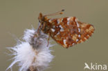 Veenbesparelmoervlinder (Boloria aquilonaris) 