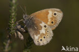 Veenhooibeestje (Coenonympha tullia) 