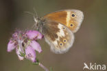 Veenhooibeestje (Coenonympha tullia) 