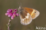 Veenhooibeestje (Coenonympha tullia) 