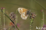 Veenhooibeestje (Coenonympha tullia) 