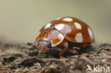 14 spot Ladybird