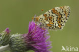 Veldparelmoervlinder (Melitaea cinxia) 