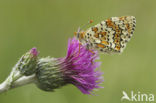 Glanville Fritellary (Melitaea cinxia)