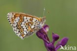 Veldparelmoervlinder (Melitaea cinxia) 