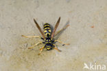 Veldwesp (Polistes gallicus)