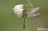 Venwitsnuitlibel (Leucorrhinia dubia) 