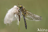 White-faced Darter (Leucorrhinia dubia)