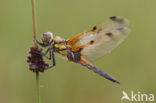 Viervlek (Libellula quadrimaculata)