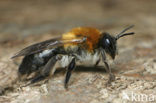 Viltvlekzandbij (Andrena nitida)