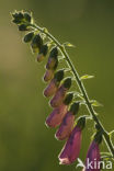 yellow foxglove (Digitalis grandiflora)