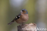 Chaffinch (Fringilla coelebs)