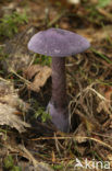 Violette gordijnzwam (Cortinarius violaceus) 