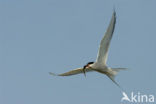 Common Tern (Sterna hirundo)