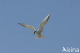 Common Tern (Sterna hirundo)