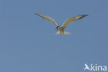 Common Tern (Sterna hirundo)