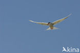 Common Tern (Sterna hirundo)