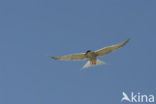 Common Tern (Sterna hirundo)