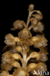 Bird’s-nest Orchid (Neottia nidus-avis)