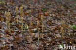 Bird’s-nest Orchid (Neottia nidus-avis)