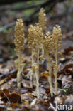 Bird’s-nest Orchid (Neottia nidus-avis)