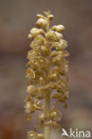 Bird’s-nest Orchid (Neottia nidus-avis)