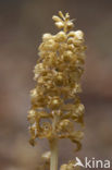 Bird’s-nest Orchid (Neottia nidus-avis)