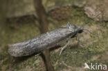 Voorjaarsbladroller (Tortricodes alternella)