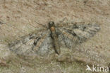 Voorjaarsdwergspanner (Eupithecia abbreviata)