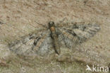 Brindled Pug (Eupithecia abbreviata)