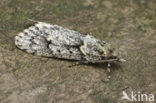 Diurnea fagella