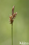 Voorjaarszegge (Carex caryophyllea) 