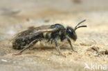 Vroege zandbij (Andrena praecox)