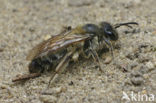 Vroege zandbij (Andrena praecox)