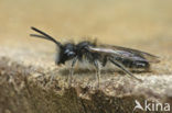 Vroege zandbij (Andrena praecox)