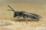 Vroege zandbij (Andrena praecox)