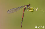 Large Red Damselfly (Pyrrhosoma nymphula)